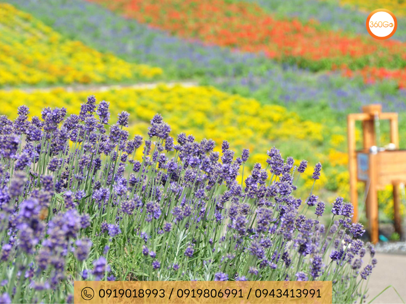 Oải hương Nhật Bản có tác dụng thư giãn - Du lịch 360Go